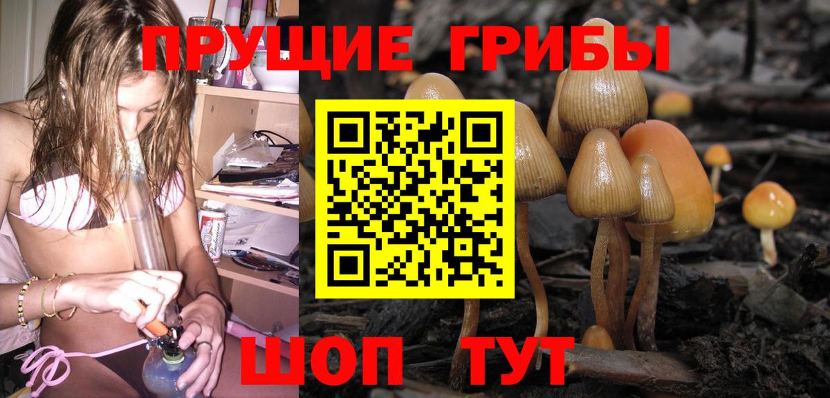 Псилоцибиновые грибы Psilocybe Вичуга